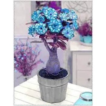 Sky Blue Adenium Plant